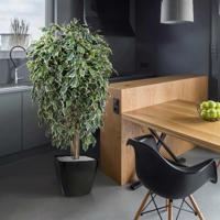 Ficus Exotica deluxe kunstboom 150cm - bont - thumbnail