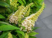 Vlinderstruik - thumbnail