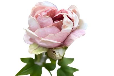 Enkele groene pioenroos Buitengewoon de Boet - Buitengewoon de boet Enkele groene pioenroos Buitengewoon de Boet - Buitengewoon de boet