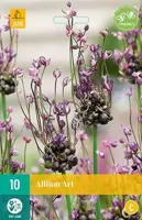 Allium art 10 bollen - thumbnail