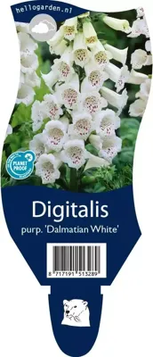 Digitalis purp. Dalmatian White vaste plant Griffioen - Griffioen