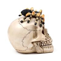 Schedel met spin - thumbnail