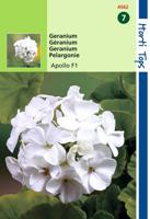 Zaden Pelargonium Geranium Apollo Wit F1 Hortitops - Hortitops - thumbnail