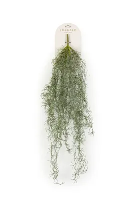 Tillandsia hangend l15cm grijs