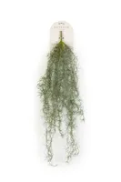 Tillandsia hangend l15cm grijs - thumbnail