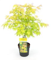 Japanse esdoorn (Acer palmatum "Orange Dream") heester - 50-60 cm - 1 stuks - thumbnail