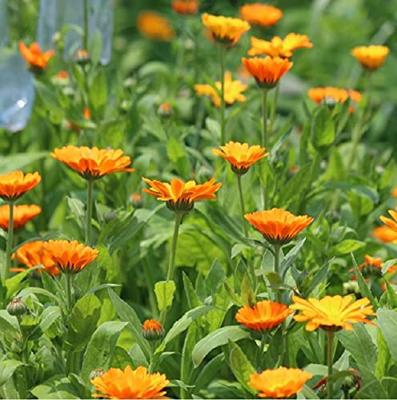 Calendula Officinalis zaden Nova Goudsbloem BIO