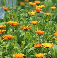 Calendula Officinalis zaden Nova Goudsbloem BIO - thumbnail