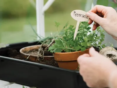 Royal Well | Kweekbak/Container 15 liter Royal Well | Kweekbak/Container 15 liter