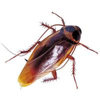 HG Tegen Kruipend Ongedierte - thumbnail