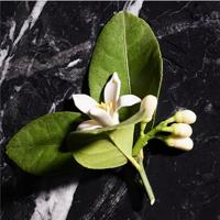 Joop! Homme Deo Spray Mild 75ml Deodorant Heren - thumbnail