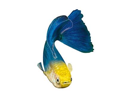 Sera Guppy Gran Nature 100ml - Voer voor Siervissen met 4% Spirulina, Zonder Kleurstoffen