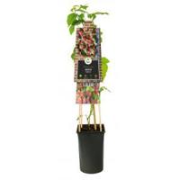 Klimplant Rubus Tayberry - Rode Bramen - thumbnail