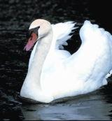 Animal Essences Swan (zwaan) 30 Milliliter - thumbnail