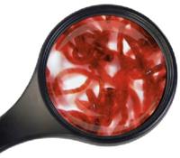 Superfish levende rode muggelarven 90ml - thumbnail