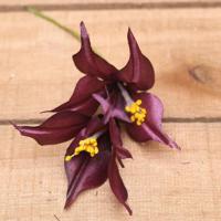 Bonbon doosjes - Chocolade doosje - Lelie bordeaux - 24 stuks - thumbnail