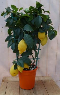 Citroen boompje 80 cm hoog Warentuin Natuurlijk - Warentuin natuurlijk