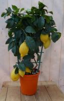 Citroen boompje 80 cm hoog Warentuin Natuurlijk - Warentuin natuurlijk - thumbnail