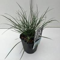 Lampenpoetsersgras (Pennisetum alopecuroides "Little Bunny") siergras - thumbnail