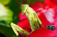 Raynox DCR-150 - thumbnail