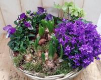 Campanula plantenbakje buiten Klokjesbloem Warentuin Natuurlijk - Warentuin natuurlijk - thumbnail