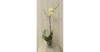 Vlinderorchidee Luxe Tak geel 80 cm Phalaenopsis Warentuin Natuurlijk - Warentuin natuurlijk - thumbnail