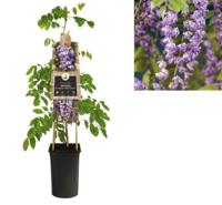 Klimplant Wisteria floribunda Violacea Plena Japanse blauwe regen 75 cm Van der Starre - Van der starre - thumbnail
