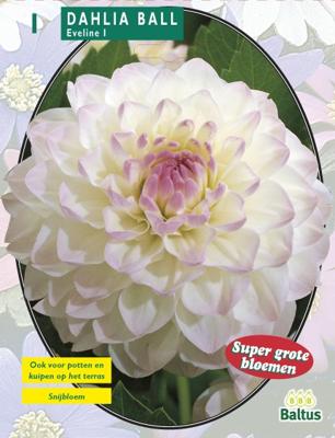 Zomer Bloembollen Dahlia Ball Eveline per 1 Baltus - Baltus