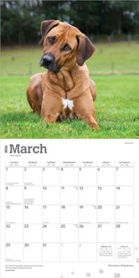 Rhodesian Ridgeback Kalender 2026 Rhodesian Ridgeback Kalender 2026