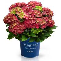 Hydrangea Macrophylla "Magical Ruby Tuesday"® boerenhortensia - 30-40 cm - 1 stuks - thumbnail