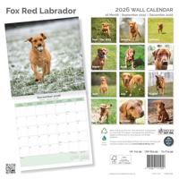 Labrador Retriever Fox Red Kalender 2026 - thumbnail