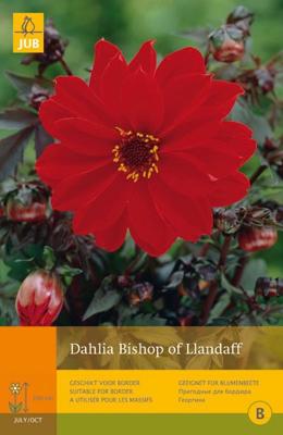 Dahlia Bishop of llandaff