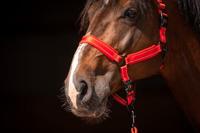 Excellent Horse Superior Halster XS Mini Foal Rood - thumbnail