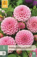 Dahlia Stolze von Berlin - thumbnail