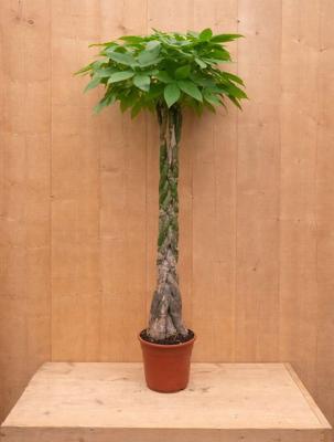 Geldboom Pachira Aquatica potmaat 22 cm H100-120 cm kamerplant Warentuin Natuurlijk - Warentuin natuurlijk
