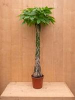 Geldboom Pachira Aquatica potmaat 22 cm H100-120 cm kamerplant Warentuin Natuurlijk - Warentuin natuurlijk - thumbnail