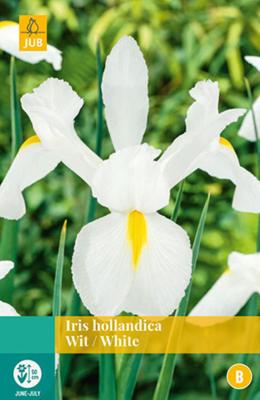 Iris Hollandica Wit Bloembol JUB 25 bollen - Jub