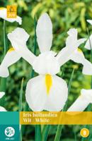 Iris Hollandica Wit Bloembol JUB 25 bollen - Jub - thumbnail