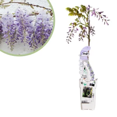 Wisteria sinensis Caroline - Blauwe Regen - P15 Wisteria sinensis Caroline - Blauwe Regen - P15