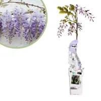 Wisteria sinensis Caroline - Blauwe Regen - P15 - thumbnail