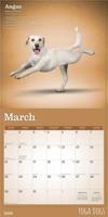 Yoga Dogs Kalender 2026 - thumbnail