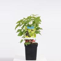 Zwarte bes (ribes nigrum) fruitplanten - In 5 liter pot - 1 stuks - thumbnail