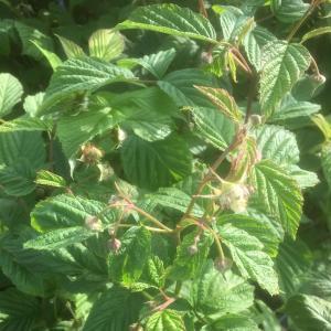 Zomerframboos (rubus idaeus "Glen Ample") fruitplanten - In 5 liter pot - 1 stuks