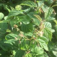 Zomerframboos (rubus idaeus "Glen Ample") fruitplanten - In 5 liter pot - 1 stuks - thumbnail