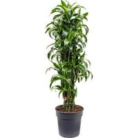 Dracaena dorado L kamerplant - thumbnail