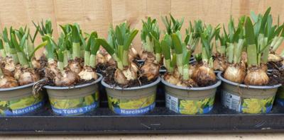 Narcis Tete a Tete 18 stuks in kleine potjes kleur geel Warentuin Natuurlijk - Warentuin natuurlijk