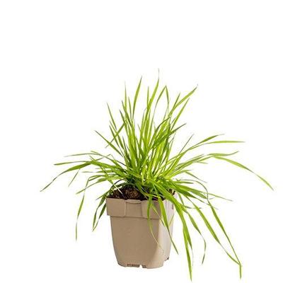 Bevertjes vaste plant Griffioen - Griffioen