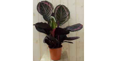 Calathea Surprise Star Pauwenplant groot blad met roze 60 cm kamerplant Warentuin Natuurlijk - Warentuin natuurlijk