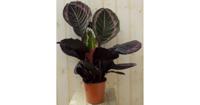 Calathea Surprise Star Pauwenplant groot blad met roze 60 cm kamerplant Warentuin Natuurlijk - Warentuin natuurlijk - thumbnail