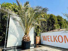 Palmboom - Phoenix Canariensis